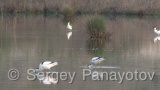Video of Pied Avocet - Pied Avocet in early spring in lake <a href=